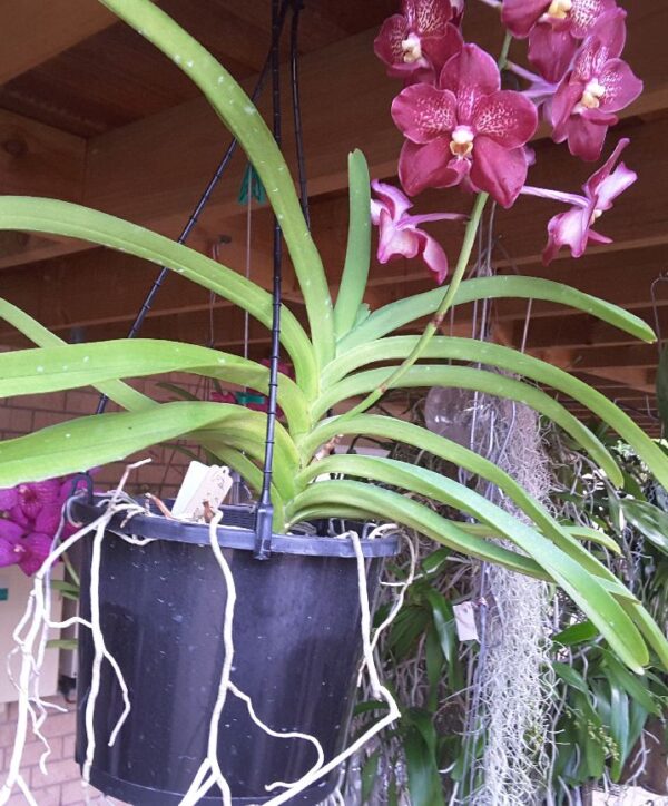 pink orchids with leaves and roots in a black hanging pot
