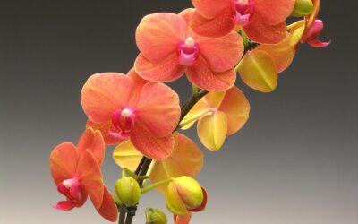 Caring for your Phalaenopsis (Moth) Orchid