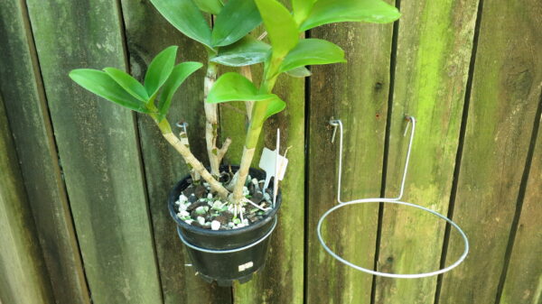 two wire hooks and one orchid in a black pot on wooden fence