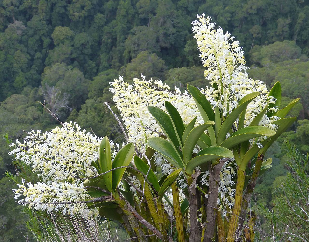 dendrobium speciosum orchids