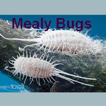 white mealy bugs