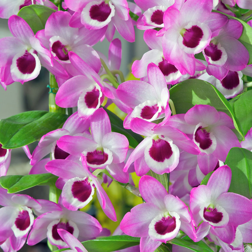 beautiful pink and purple orchids