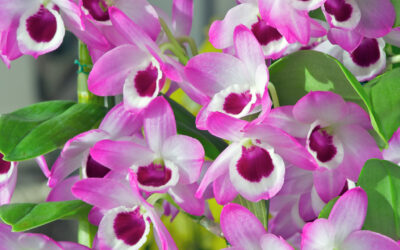 Growing Soft Cane Dendrobiums