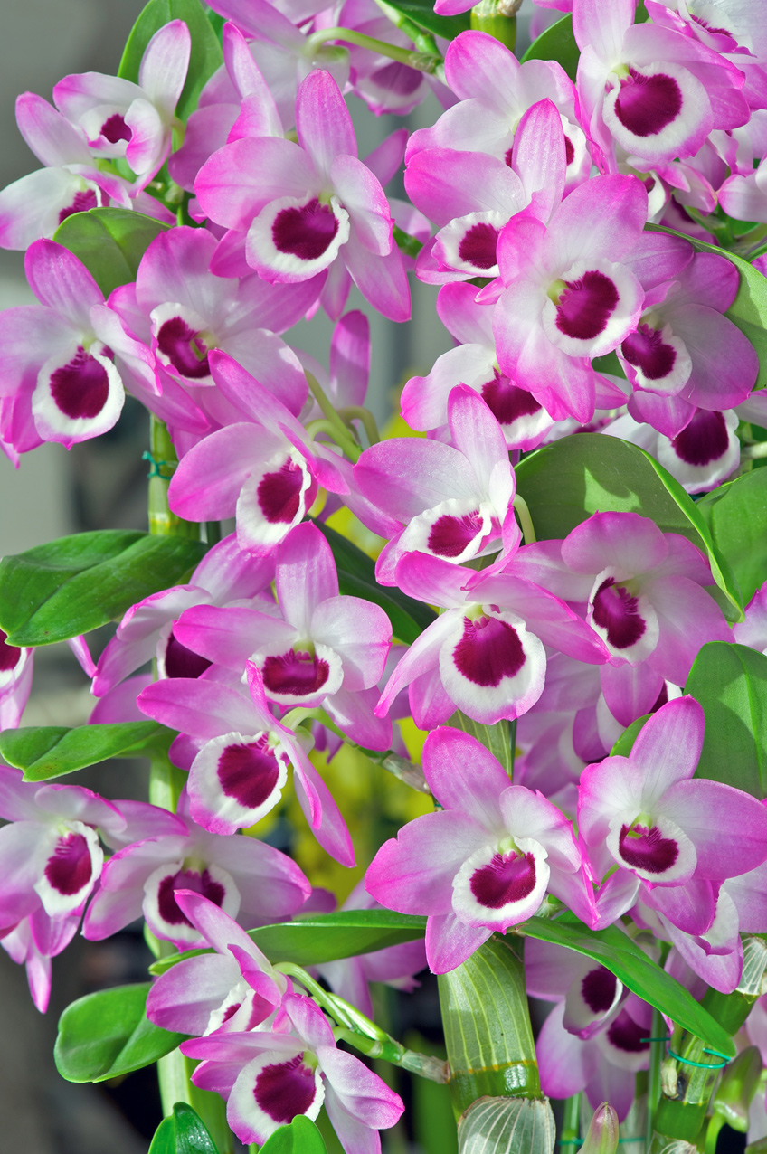 beautiful pink and purple orchids