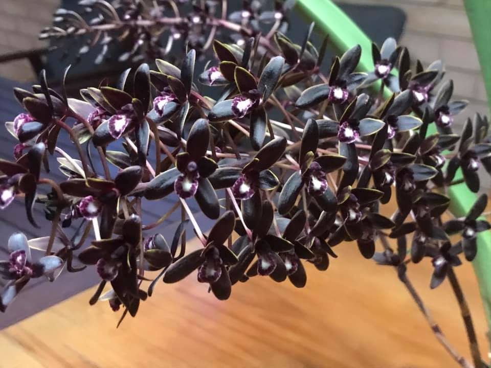 cymbidium orchids