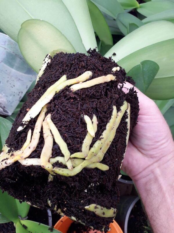 right hand holding a plant with roots in substrate