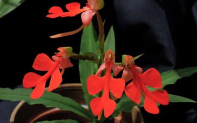 Habenaria Orchids